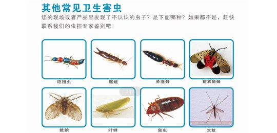 蟑螂主要侵害場所有哪些？
