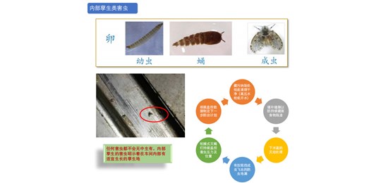 蟑螂防治對策有哪些？