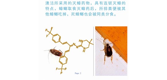 什么環(huán)境使有利于白蟻的生存和繁殖
